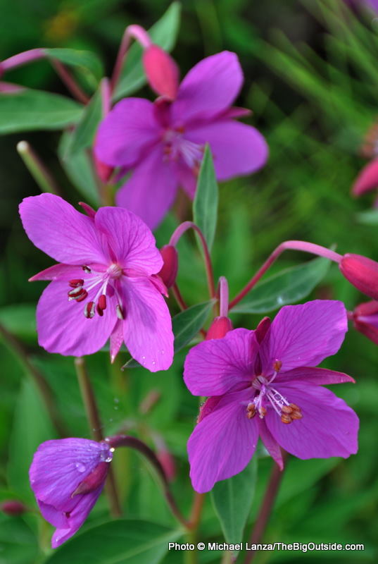 GB1-202 Broad-leaved willowherb, Ptarmigan Beach, Glacier Bay, AK