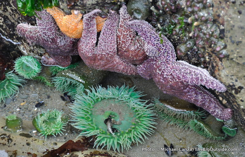 Olym5-75 Starfish, sea anemones on boulder, Olympic coast, WA