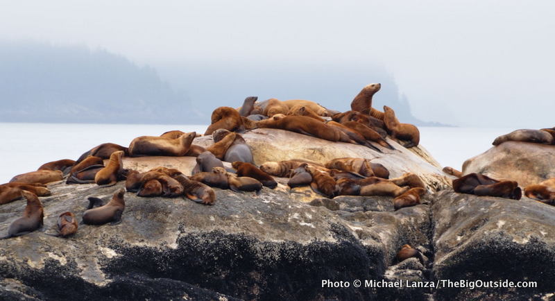 GB1-18 Steller sea lions, South Marble Island, Glacier Bay