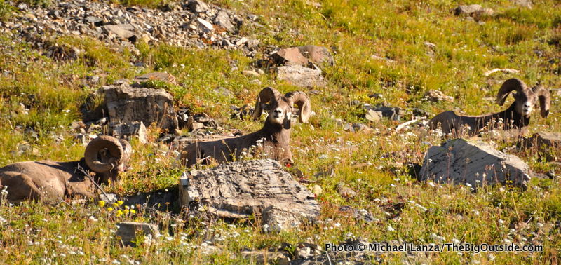 Gla4-107 Bighorn sheep, Highline Trail, Glacier NP