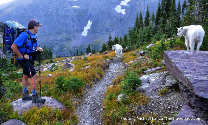 Gla4-169 Mountain goats near Lincoln Pass, Glacier NP