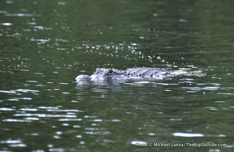 Glades1-40 Gator, East River, Fakahatchee Strand, FL