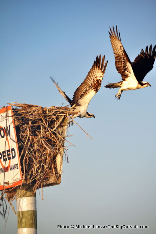 Glades1-54 Osprey, Chokoloskee Bay, Everglades NP