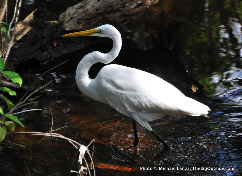 Glades1-6 Great egret, Everglades
