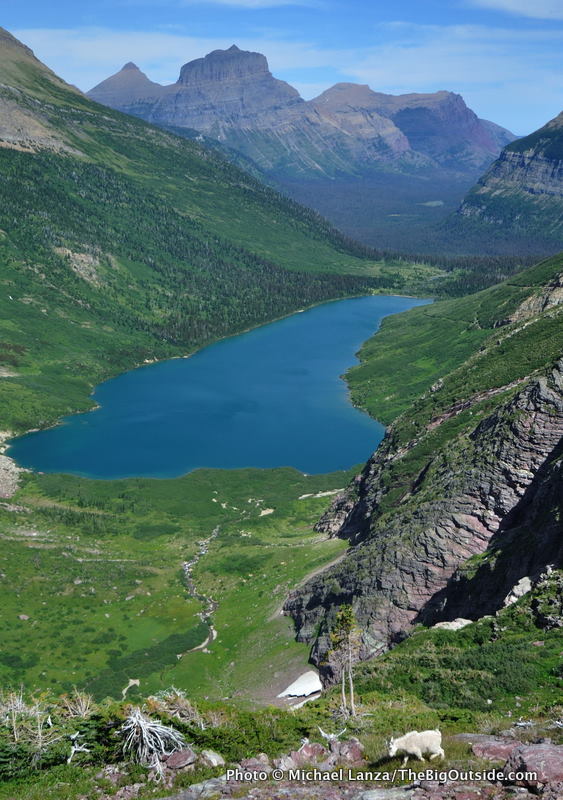 Gla5-82 Mountain goat from Gunsight Pass Trail, Glacier NP