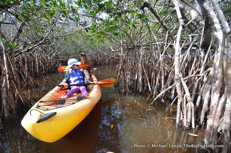A mangrove tunnel on the East River.