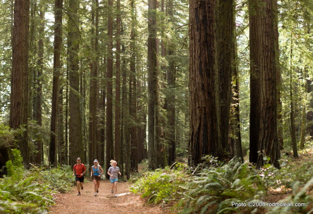 Bolinas Ridge Fire Road, Marin County, California.