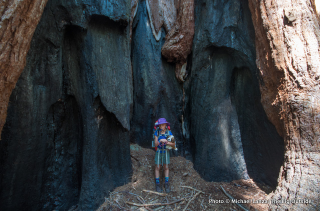 Giant sequoia trees in the backcountry of Sequoia National Park, California.