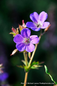 Geraniums near Memurubu Hut, Jotunheimen National Park, Norway